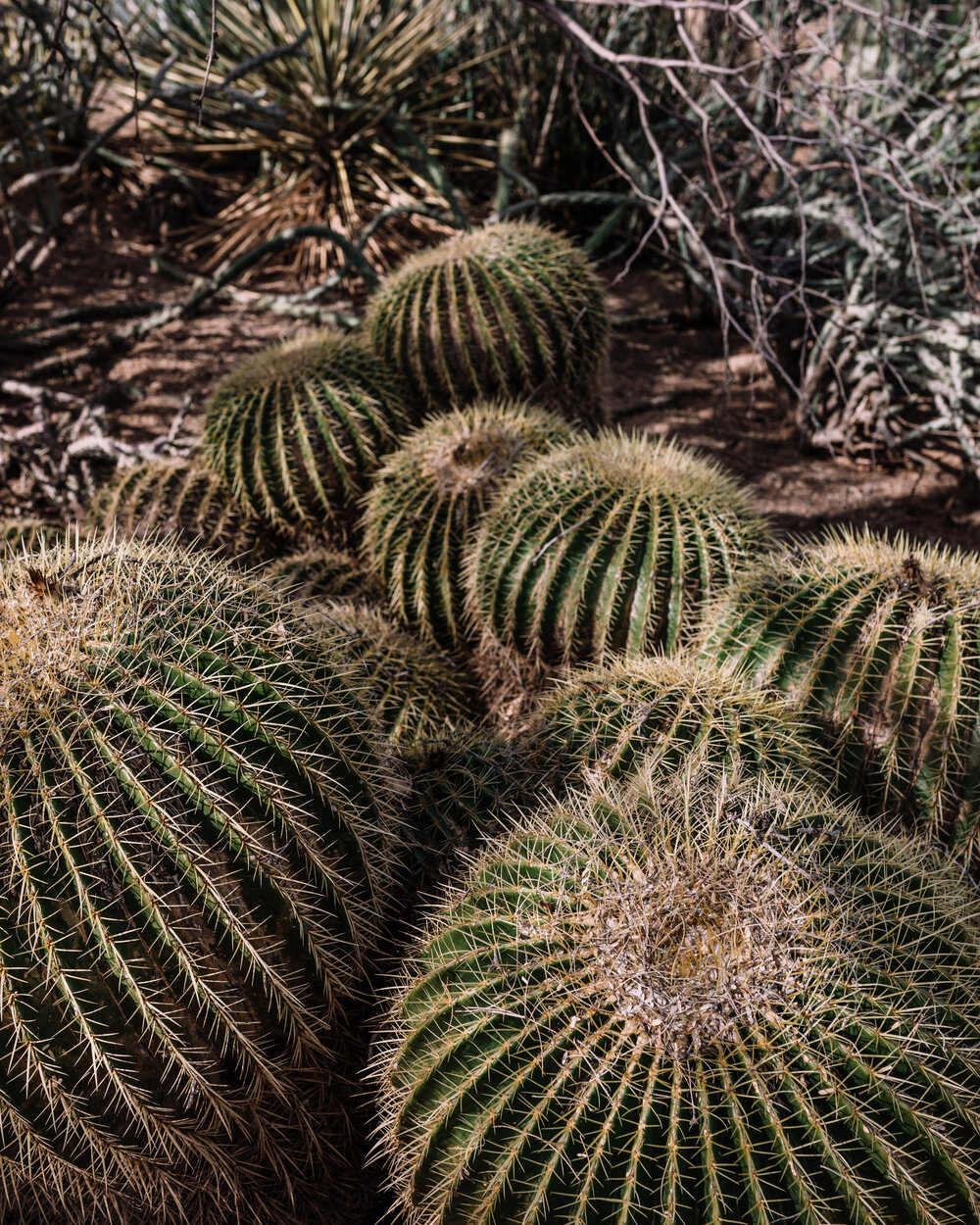 Rachel Off Duty: Desert Botanical Garden