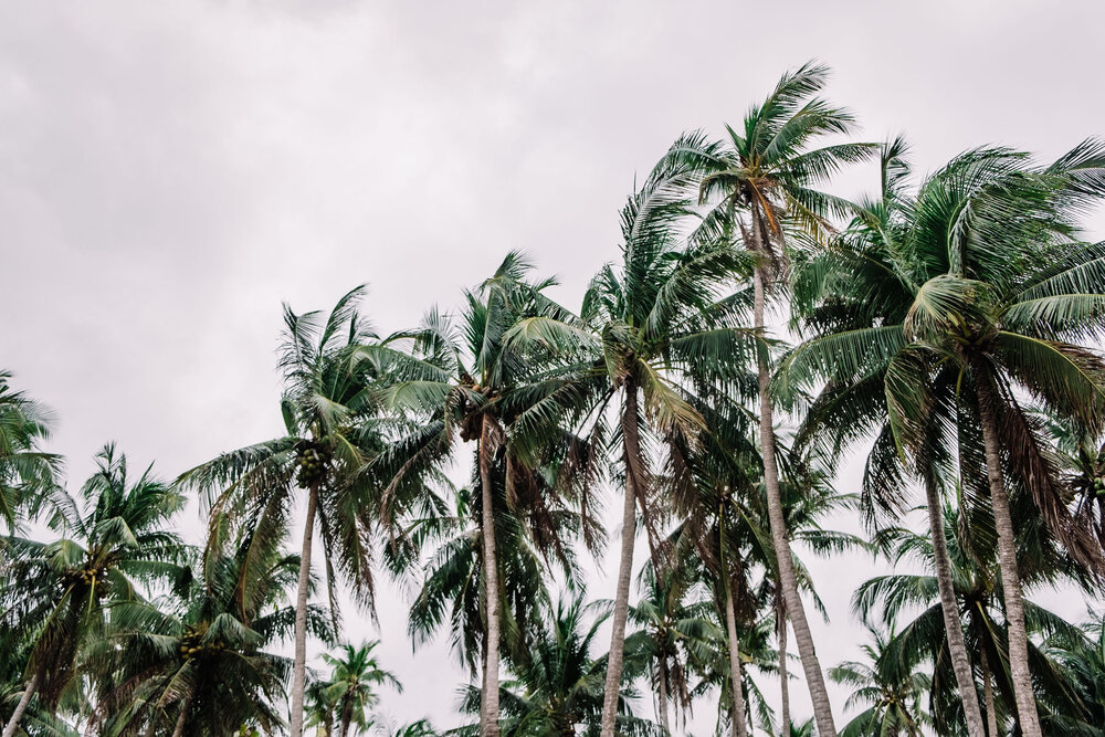 Rachel Off Duty: Coconut Trees on a Cloudy Day