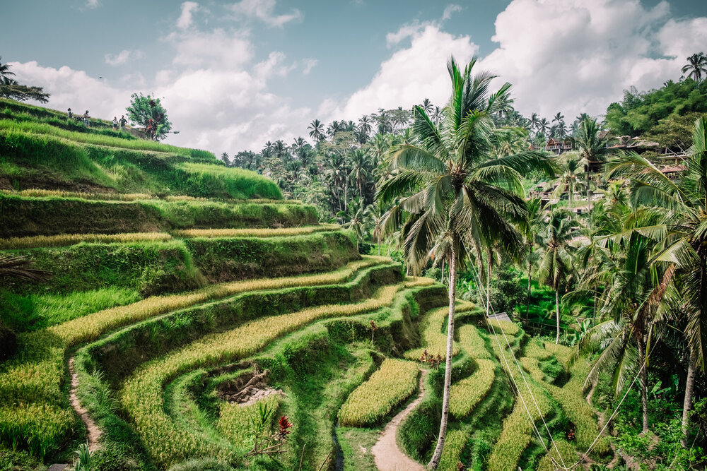 Rachel Off Duty: Tegalalang Rice Terraces in Bali