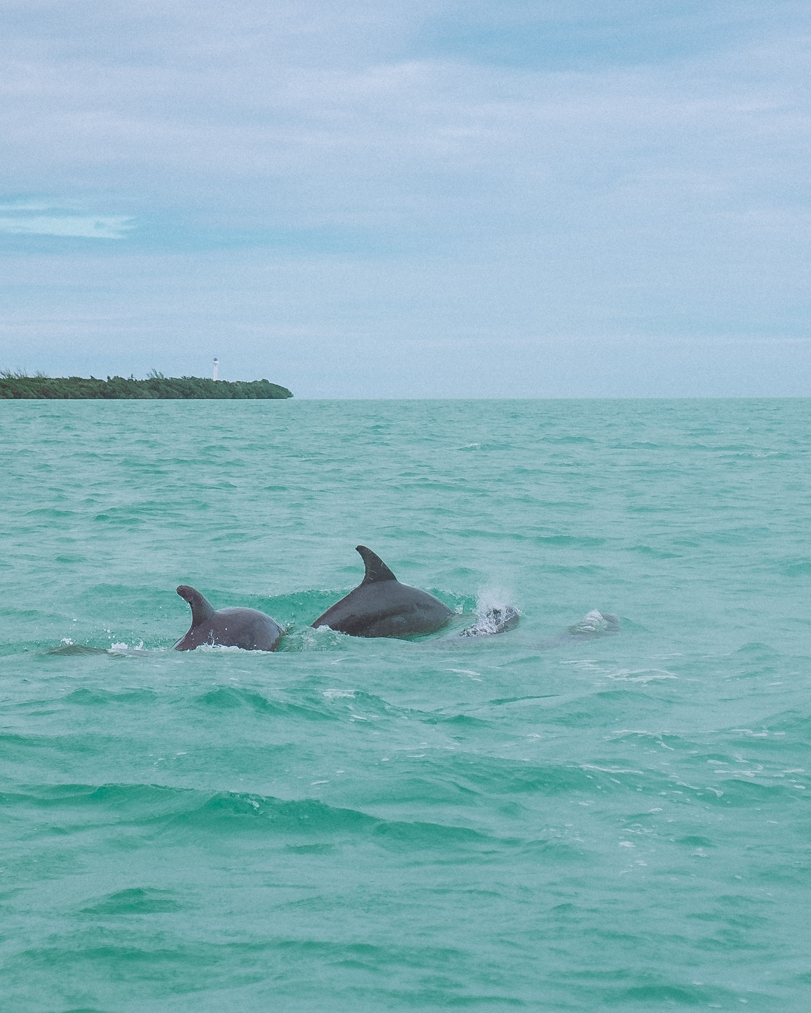 Rachel Off Duty: Dolphins in Sian Kaan, Tulum, Mexico
