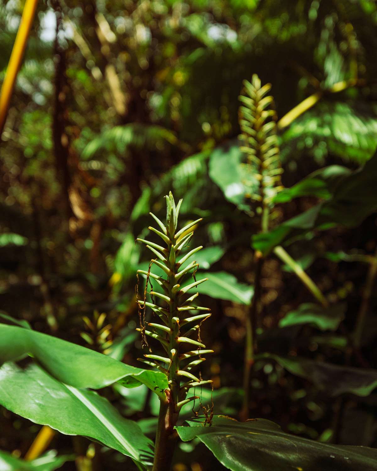 Rachel Off Duty: Biodiversity and Botanical Gardens on the Big Island