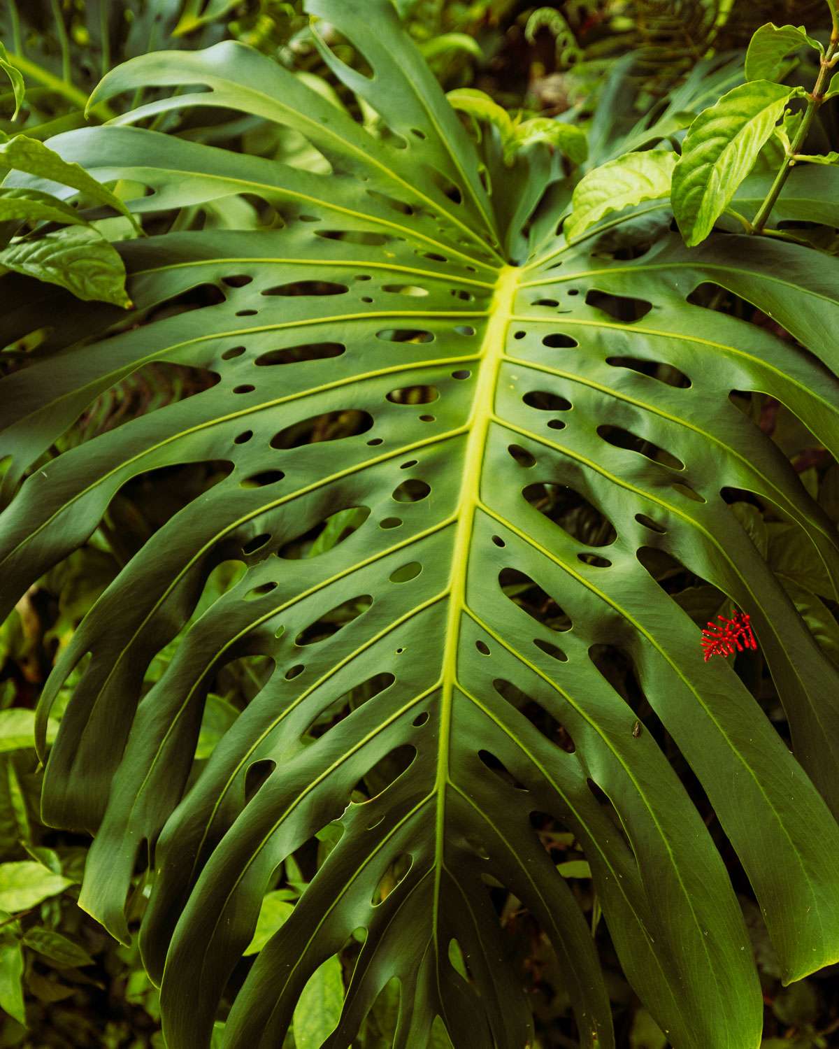 Rachel Off Duty: Biodiversity and Botanical Gardens on the Big Island