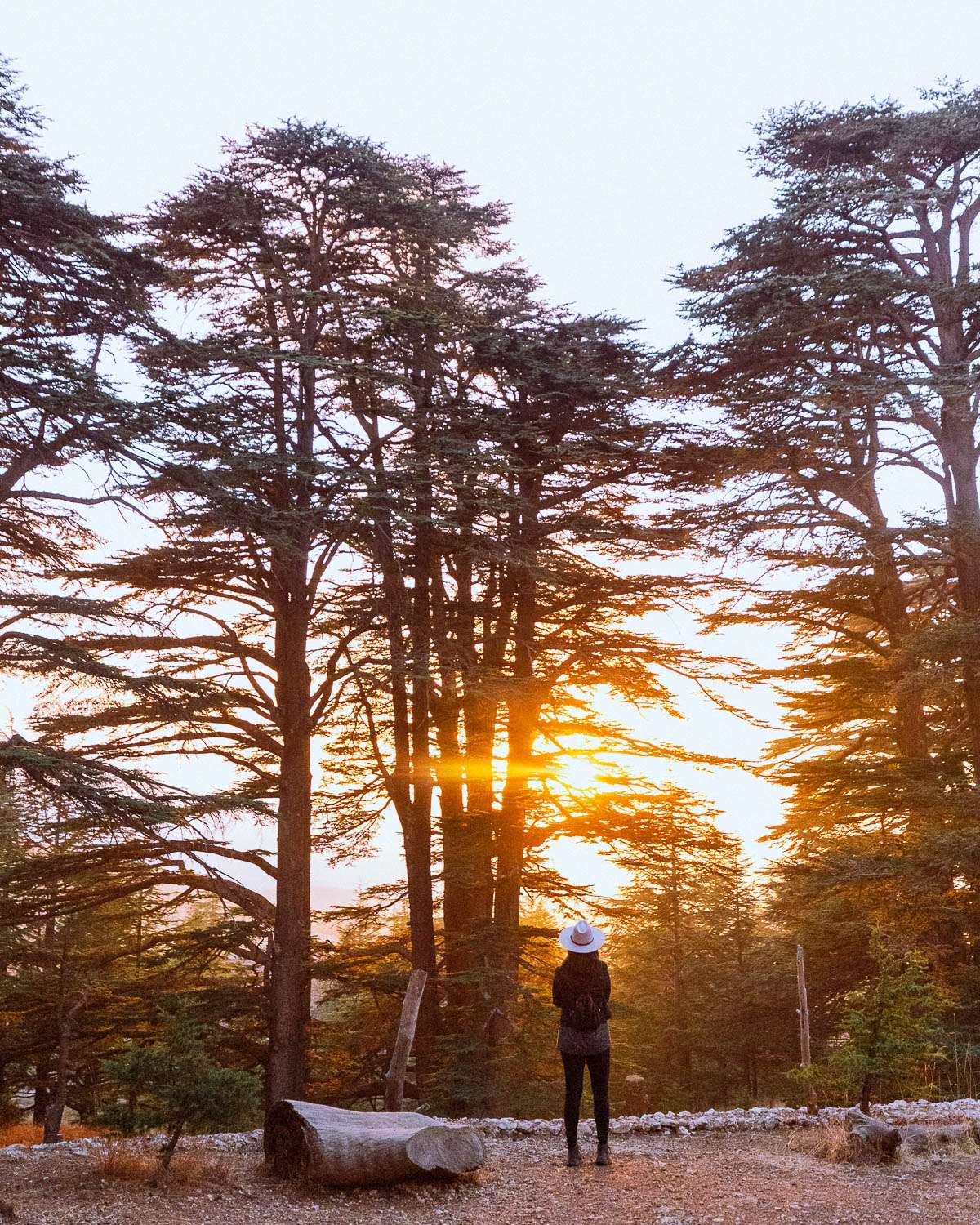 Rachel Off Duty: Woman Admiring the Cedars of the Gods in Lebanon at Sunset